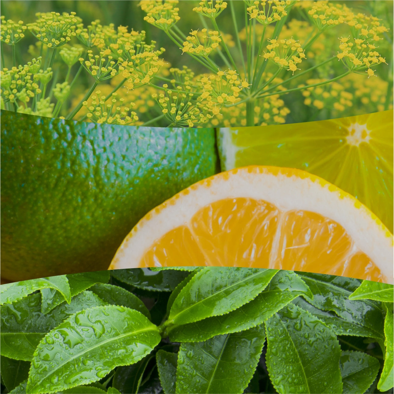 СВЕЩ WOOD WICK ELLIPSE MATCHA ZEST