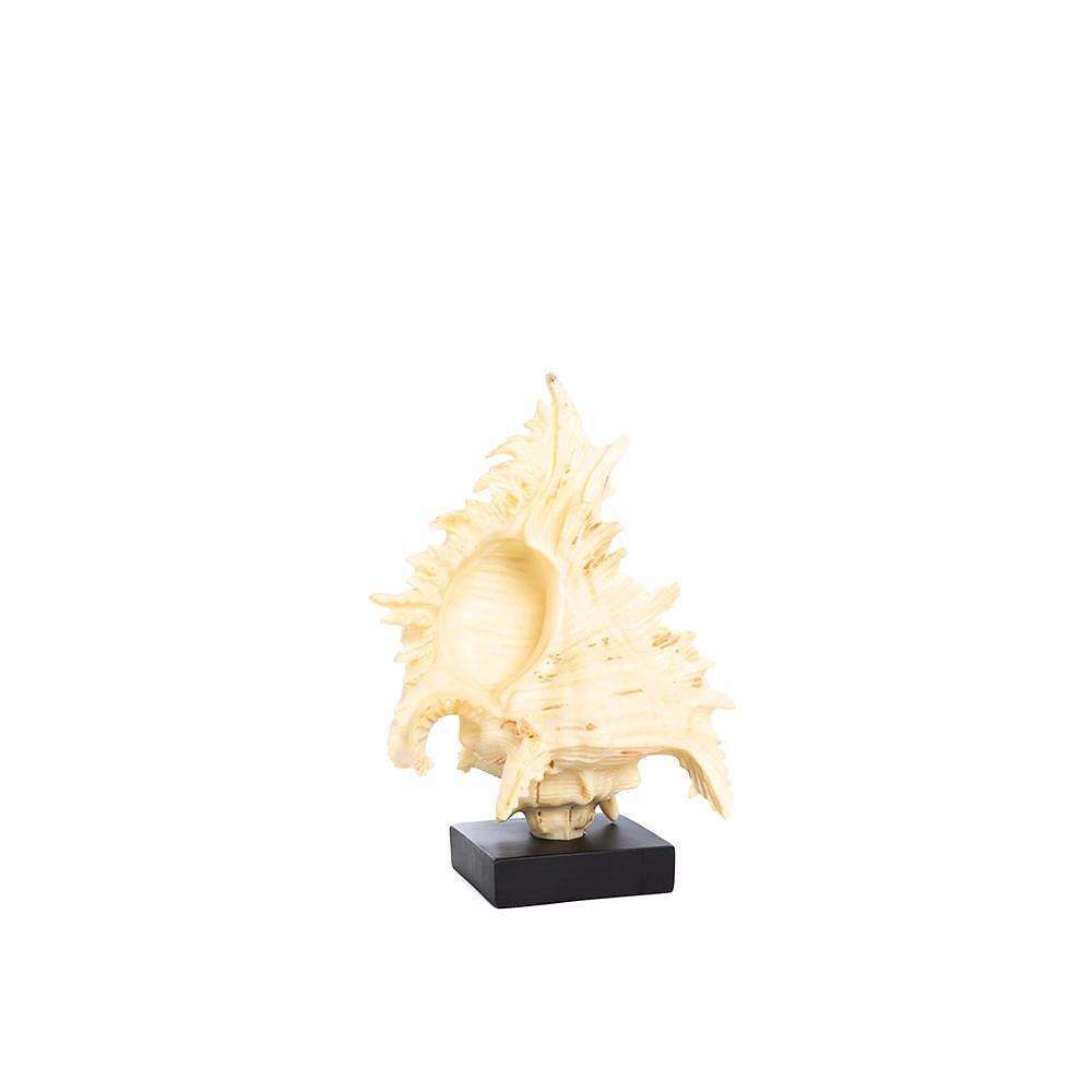 РАПАН 30 СМ SEA SHELL