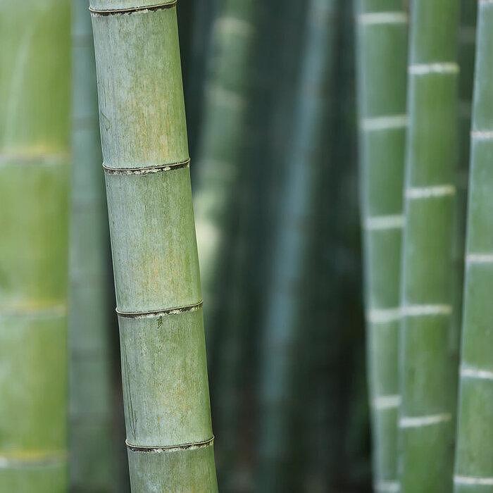 ЗАВИВКА WHITE BOUTIQUE ECO BAMBOO